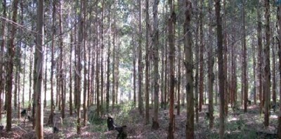 Plantaciones forestales crecen un 30 % bajo riego con aguas residuales