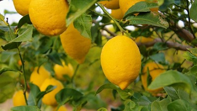 Argentina tiene varias chances de combatir contra el HLB