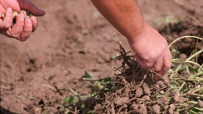 Con una inversión de $350 millones, una firma de maní empezó a vender energía a la red
