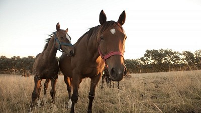 Limitar los movimientos de caballos previene el contagio de influenza equina