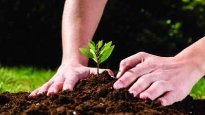 Periurbanos: es clave utilizar plantas para mitigar suelos contaminados