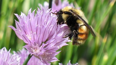 Alerta por una invasión de abejorros foráneos en la Patagonia