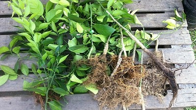 HLB: decomiso de 128 plantas cítricas en Entre Ríos