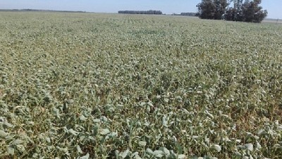 Santa Fe: los productores ya pueden tramitar el acceso a los beneficios de la emergencia agropecuaria