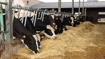Francia: enfrentamiento entre las Organizaciones de Productores de leche