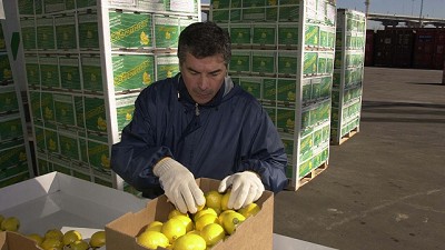 Concretan hoy la primera venta de limones a EE.UU.