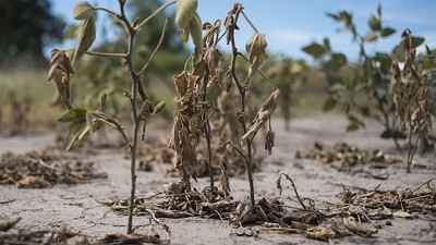 Tras la mayor sequía en 50 años, cuáles son las provincias que están en emergencia
