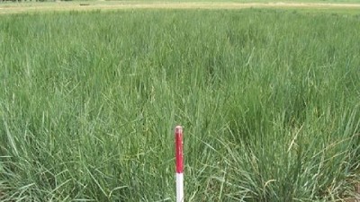 Presentan una forrajera que tolera sequía y suelos salinos