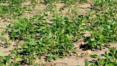 La Bolsa de Comercio de Rosario reclamó extender la emergencia agropecuaria