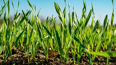 Los precios del trigo volvieron a subir en el mercado doméstico
