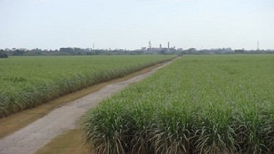 La zafra azucarera arranca con buena calidad