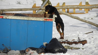 Tierra del Fuego, bajo amenaza por miles de perros salvajes que atacan a personas y al ganado