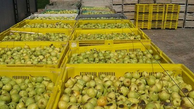 Brasil mejora y tracciona a algunas economías regionales