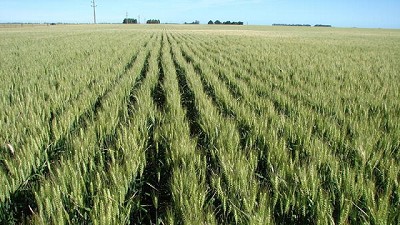 Radio: El oeste bonaerense se salvó de la seca por la napa y ya piensa en la fina; con M. Liggera