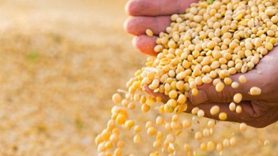 La soja se negoció en baja por tercera rueda seguida en la Bolsa de Chicago