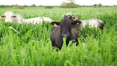 Ganadería: apuntes para asegurar la oferta forrajera