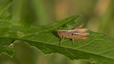 Productores alertan por la presencia de tucuras en el norte de Córdoba