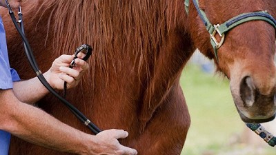 Se atenúa la epidemia de la influenza equina