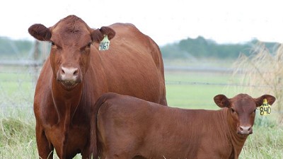 Braford y Brangus dieron a conocer el calendario de exposiciones 2018