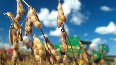 Importadores argentinos volvieron a comprar soja en los Estados Unidos