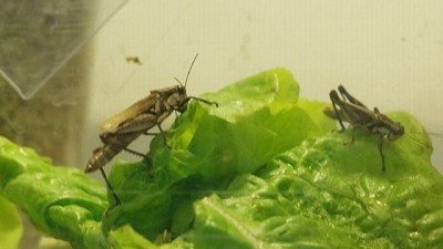 Innovación: la Provincia desarrollará un controlador biológico para la tucura