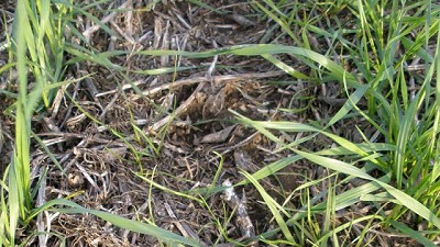 Sin un auxiliar de aplicación se pueden perder hasta un 30% de los activos de los herbicidas