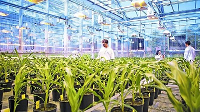 BASF le comprará a Bayer nuevos negocios de semillas y protección de cultivos