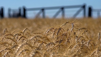 Radio: Recomendaciones para evitar la presencia y competencia de malezas en trigo y cebada; con P. Kálnay