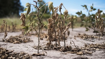 La industria continúa creciendo, pero el ritmo se desaceleró por la sequía