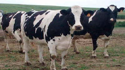 Río Negro:Se encuentran disponibles créditos para el sector ganadero bovino