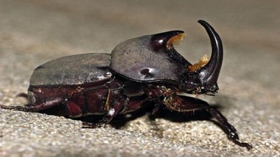 INTA Pergamino emitió un alerta por presencia de bicho torito