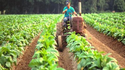 Economías regionales: peras, manzanas y tabaco en estado de crisis, según Coninagro