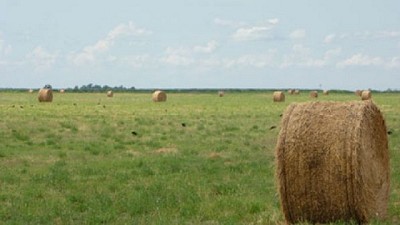 Bovinos: cómo diseñar dietas equilibradas y eficientes