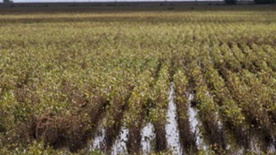 Prevén lluvias de otros 100 milímetros en los próximos siete días para las zonas agrícolas