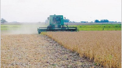 Grandes cerealeras festejan mejoras en sus márgenes por la sequía argentina