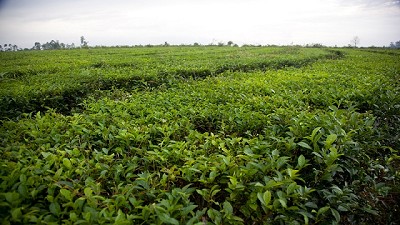 Encuentros técnicos para fortalecer la cadena nacional del té