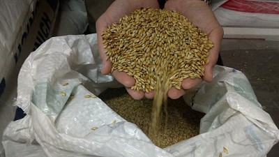 La cebada cervecera argentina necesita una estrategia comercial