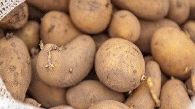 Modifican el gen que provoca que la papa se ponga negra