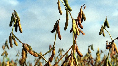 Afirman que la demanda global de granos será sostenida