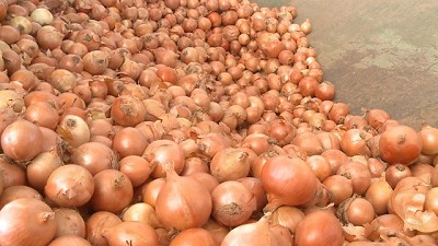 La cebolla goza de buena cosecha y espera buenos precios