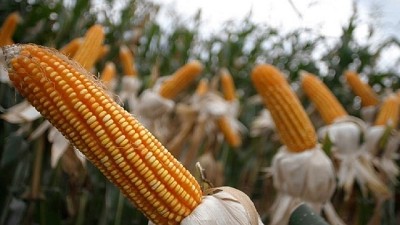 El maíz ofrece oportunidades en el presente y muestra un buen futuro, por Hernán Fernández Martínez