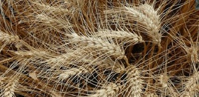 Trigo pan: identifican cultivares que baten récords de rendimientos