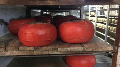 Normalizan funcionamiento de tambos fábrica en la Provincia de Buenos Aires