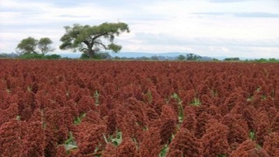 ¿Puede nuestro sorgo aprovechar el conflicto China-Estados Unidos?
