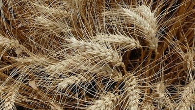 Trigo pan: identifican cultivares que baten récords de rendimientos