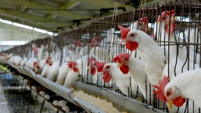 Empresarios avícolas advirtien que la suba del dólar impacta con fuerza sobre el sector