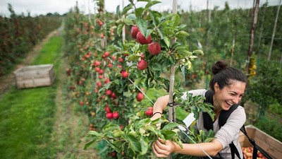 Generación Millennial del Reino Unido apoya el uso de cultivos genéticamente modificados y nuevas tecnologías agrícolas