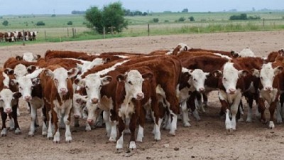 La faena de hacienda vacuna se ubicó en 948,3 mil cabezas durante abril de 2018