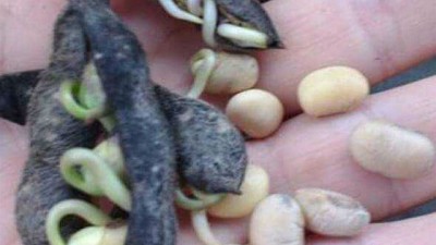 Tras 20 días con lluvias, hay 3 millones de hectáreas con soja 