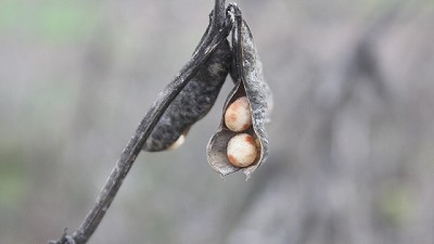 Radio: El exceso de humedad y días nublados en Zona Oeste está afectando críticamente a la cosecha; con D. Garciandia 